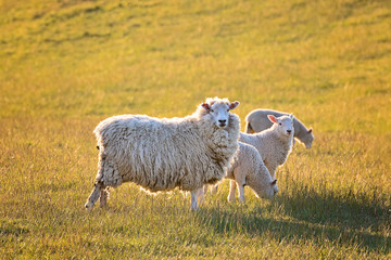 Obraz premium lambs in a field