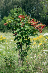 Fototapeta na wymiar Viburnum bush (Viburnum opulus)