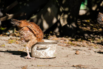 Chicken with a bald neck eats out of the pan