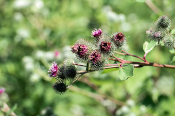 Dry burdock spines in summer
