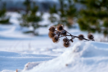 Dry burdock spines in winter