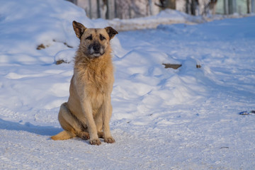 Faithful dog sits in the snow and waits for its owner