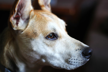 Naklejka na ściany i meble Adopted Stray Dog Beautiful Profile Head