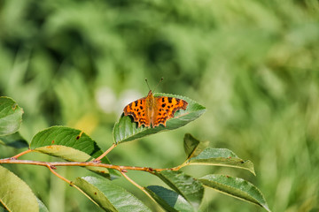 Fototapeta na wymiar Orange comma butterfly (Polygonia c-album)