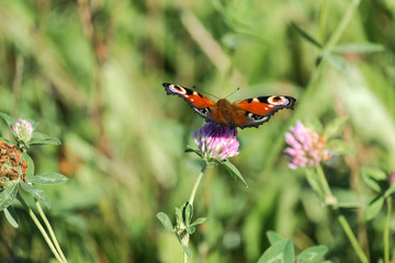 Peacock butterfly (Aglais io)