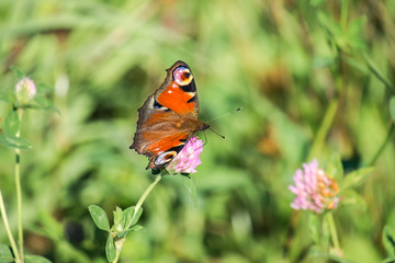 Peacock butterfly (Aglais io)