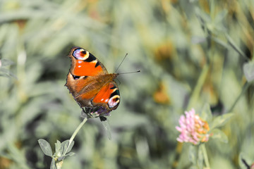 Peacock butterfly (Aglais io)