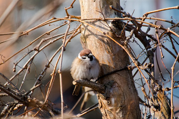 Pompous sparrow sitting on a dry branch (Passer domesticus)