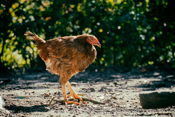 Very ugly chicken. Chicken of the order of pterosaurs