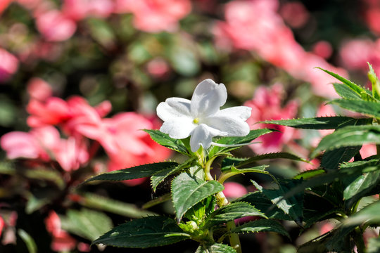 New Guinea Impatiens Images – Browse 111 Stock Photos, Vectors, and Video