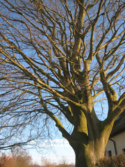 Baum in der Wintersonne