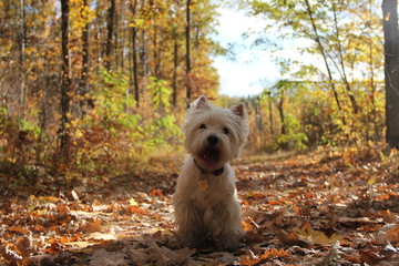 Autumn westie © westies