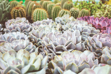 Collection of cacti and succulents 