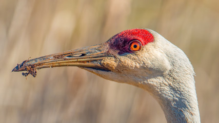 Extreme closeup of sandhill crane head with pretty blurry bokeh in background - dirt on beak - taken in early Spring in the Crex Meadows Wildlife Area in Northern Wisconsin