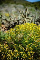 Arizona Wildflowers