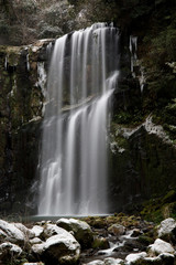 Obraz premium 桜滝