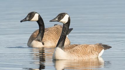 Pair of Canada geese on beautiful calm blue peaceful tranquil lake - taken during Spring migrations at the Crex Meadows Wildlife Area in Northern Wisconsin