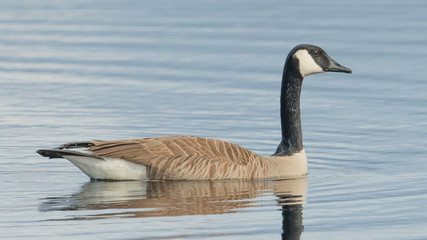 Obraz premium Canada goose on beautiful calm blue peaceful tranquil lake - taken during Spring migrations at the Crex Meadows Wildlife Area in Northern Wisconsin