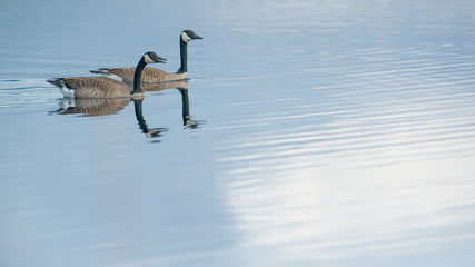Pair of Canada geese on beautiful calm blue peaceful tranquil lake - taken during Spring migrations at the Crex Meadows Wildlife Area in Northern Wisconsin
