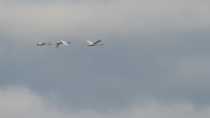 Group of trumpeter swans flying in front of the clouds during Spring migrations at the Crex Meadows Wildlife Area in Northern Wisconsin