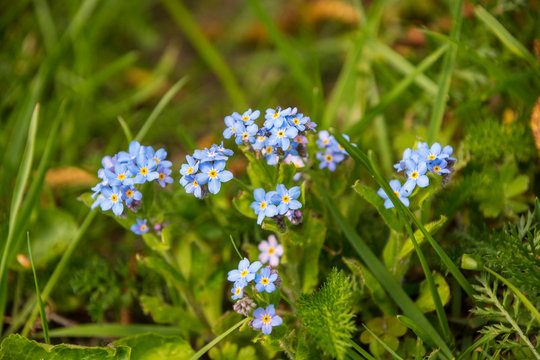 Forget-me-not (Myosotis arvensis). Small azure flowers. Flower carpet. Selective focus.