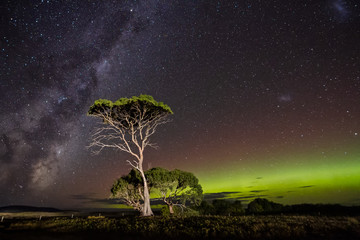 Aurora Australis or Southern Lights and Milky Way behind gum trees