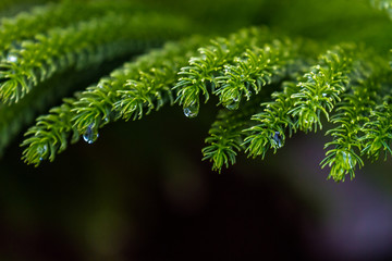 green branch of a tree