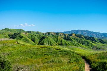 Naklejka premium Trail winding through Chino Hills State Park during the spring superbloom.
