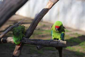 コンゴウインコ