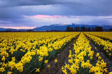 daffodils in a field, skagit valley, washington state