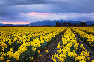 daffodils in a field, skagit valley, washington state