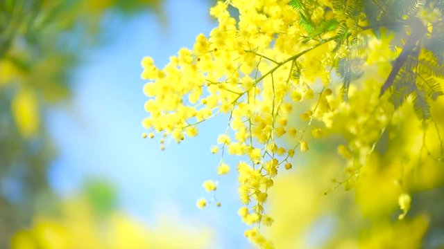 Mimosa. Mimosa Spring Flowers Easter background. Blooming mimosa tree over blue sky and sun. Easter backdrop. Nature. Ultra HD 4K video footage
