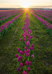 Rows of pink tulips during springtime bloom in the skagit vallery in washington state