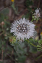 dandelion in the grass
