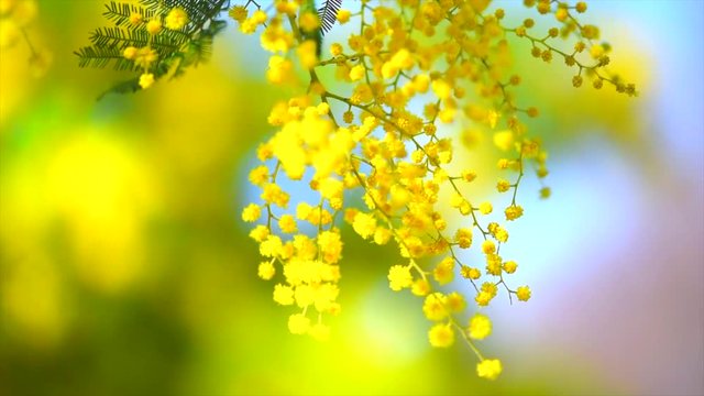 Mimosa. Spring flowers Easter background. Blooming mimosa tree over blue sky. 4K UHD video footage. 3840X2160
