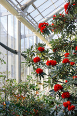 Closeup of flowering colourful Azaleas in greenhouse in sunny day with beautiful light, soft focus. Blooming Rhododendrons indoors. Spring mood, nature concept