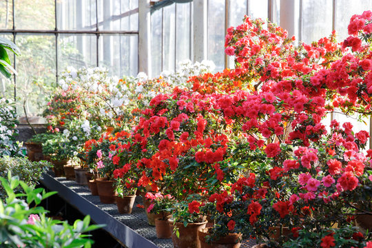 Closeup of flowering colourful Azaleas in greenhouse in sunny day with beautiful light, soft focus. Blooming Rhododendrons indoors. Spring mood, nature concept