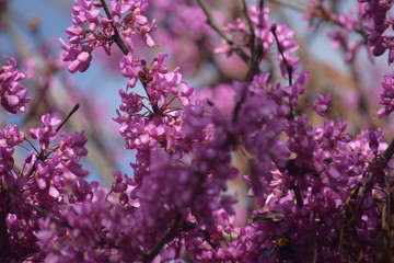 pink flowers in spring