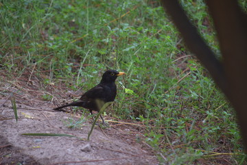 blackbird on a branch