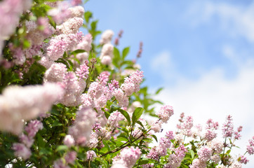 Lilac bush over sky background