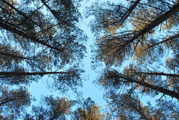 The tall trees in the pine forest against the blue sky