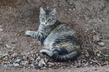 cat in garden