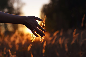 Woman's right hand with a wedding ring touches the ears of wheat at sunset