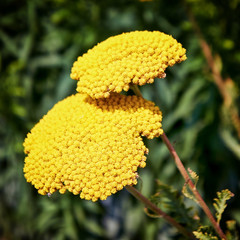 Close up of a yellow flowering Fernleaf Yarrow. Achillea filipendulina © DR pics