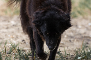Black dog playing with sand on the beach.