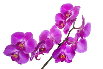 Plakat orchid phalaenopsis pink