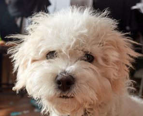 Curious little fluffy brown and white dog