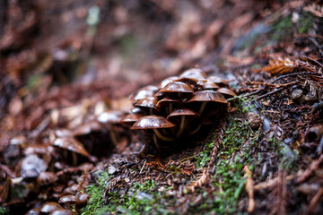 Mushrooms in the rain