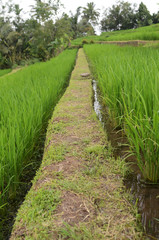 Fototapeta na wymiar Jatiluwih rice terrace in Ubud, Bali