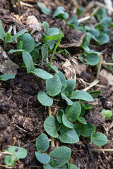 planta